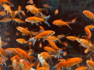 第一次養魚就上手，給幼師的養魚入門指南